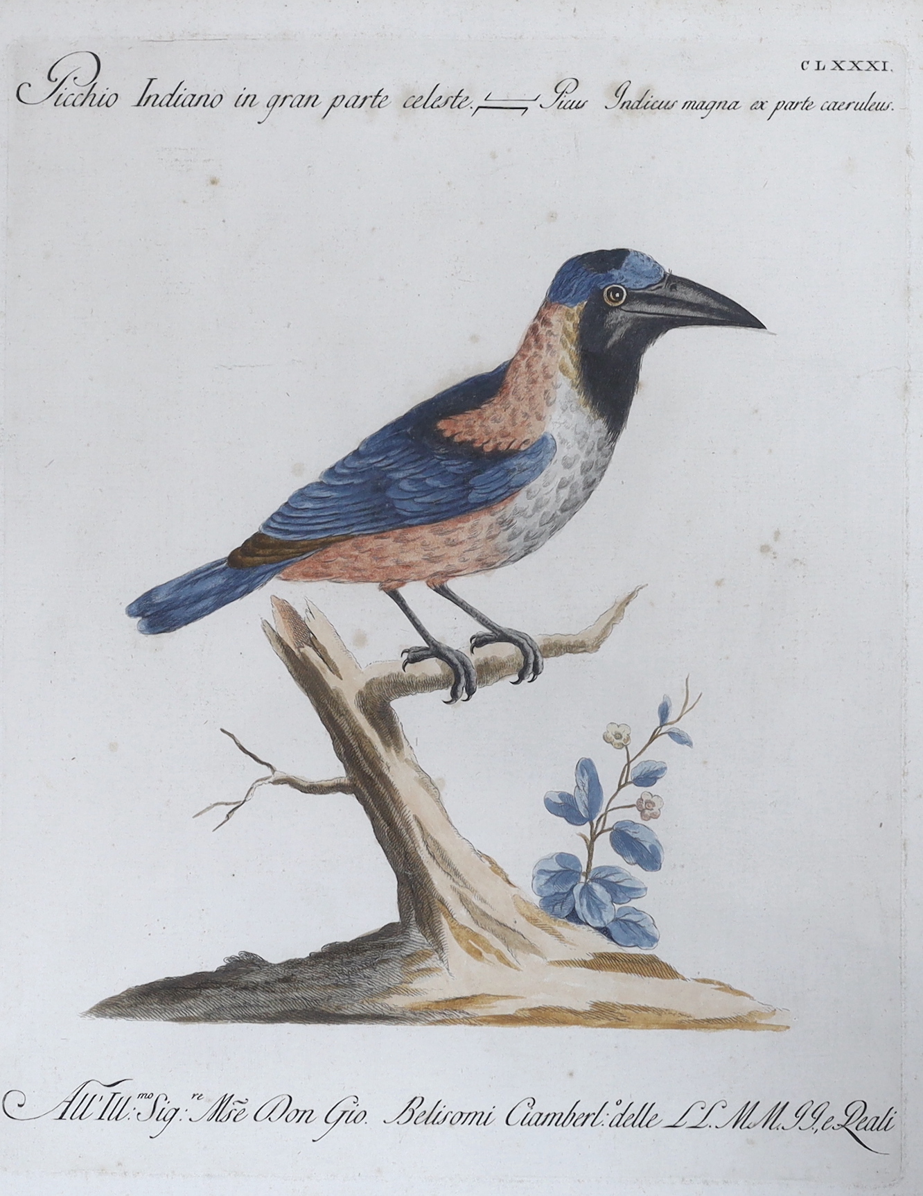Violante Vanni (Italian, 1732–1776) and Lorenzo Lorenzi (Italian, active ca. 1750–80), two colour engravings, Woodpecker and one other, 39 x 30cm